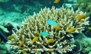 ทัวร์ระนอง ทัวร์เกาะสุรินทร์ 1วัน จากระนอง